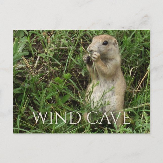 Prairie Dog Standing in Grass, Eating, WInd Cave Postcard (Front)
