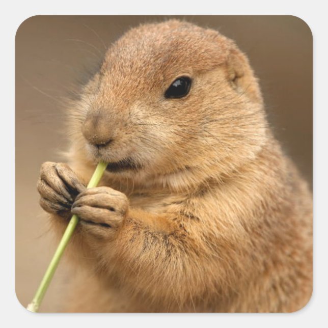 Prairie Dog sticker (Front)