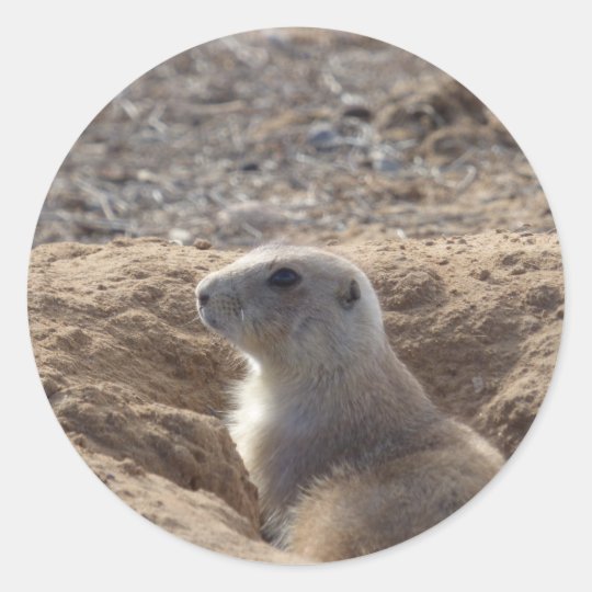 Prairie Dog Stickers