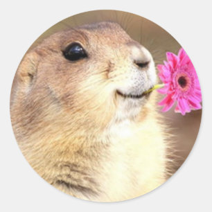 Prairie dog stickers