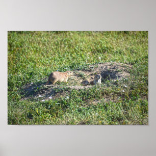 Prairie Dog Trio, Badlands National Park, South Da Poster