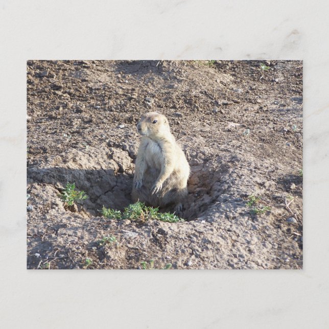 prairie dog, wildlife, cute critter postcard (Front)