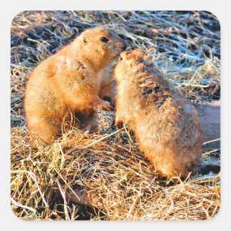PRAIRIE DOGS SQUARE STICKER