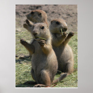 PRAIRIE DOGS THAT LUNCH POSTER