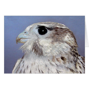 Prairie Falcon card