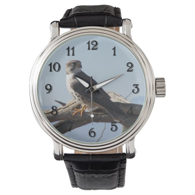Prairie Falcon Watch (Front)