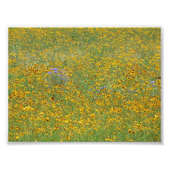 Prairie flowers photo print (Front)
