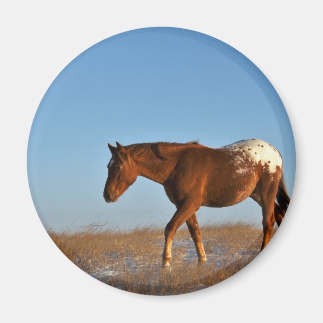 Prairie Horse Magnet (Front)