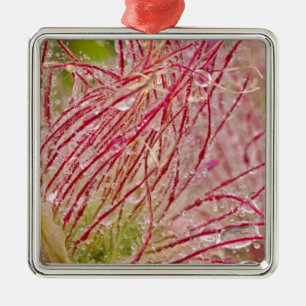 Prairie Smoke in the rain at Theodore Metal Ornament