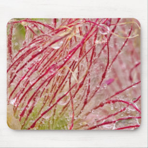 Prairie Smoke in the rain at Theodore Mouse Pad