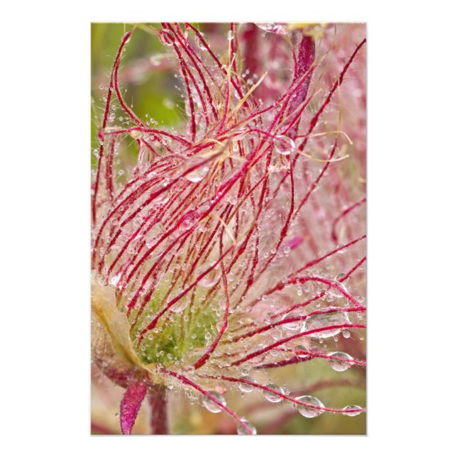 Prairie Smoke in the rain at Theodore Photo Print (Front)