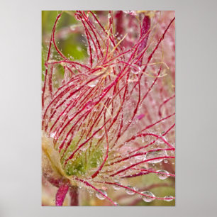 Prairie Smoke in the rain at Theodore Poster