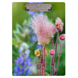 Prairie Smoke Wildflowers In Aspen Grove 2 Clipboard