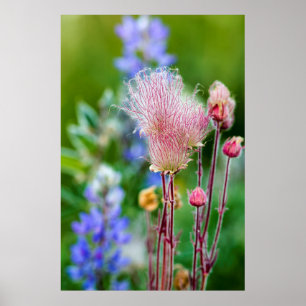 Prairie Smoke Wildflowers In Aspen Grove 2 Poster