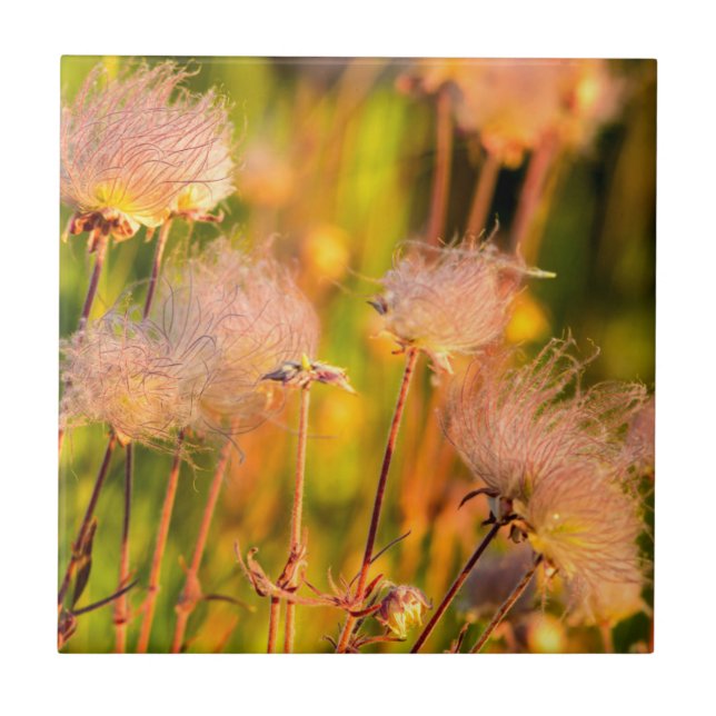 Prairie Smoke Wildflowers In Aspen Grove Tile (Front)