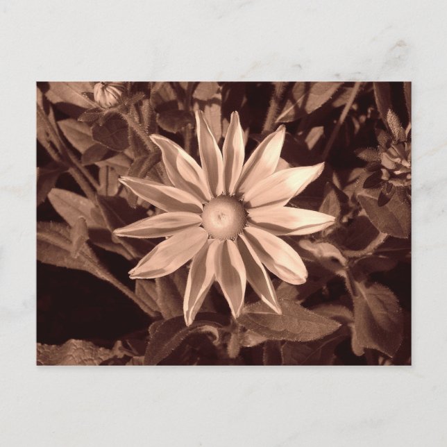Prairie Sun Rudbeckia - Sepia Postcard (Front)