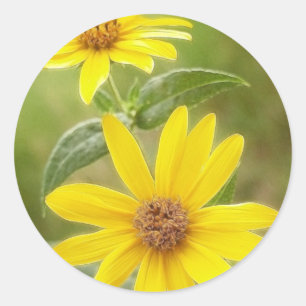 Prairie Sunflower - Helianthus maximilianii Classic Round Sticker