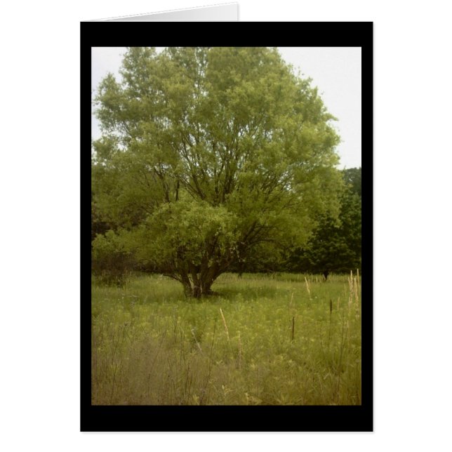 Prairie Tree Card (Front)