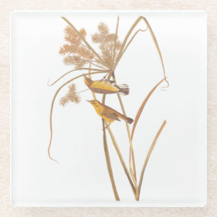 Prairie Warbler Audubon Yellow Bird Glass Coaster