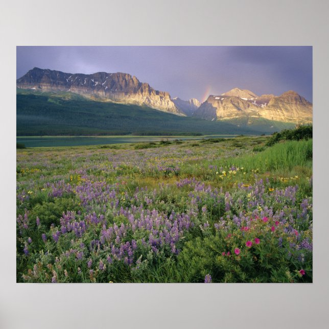 Prairie wildflowers along Lake Sherbourne in the Poster (Front)