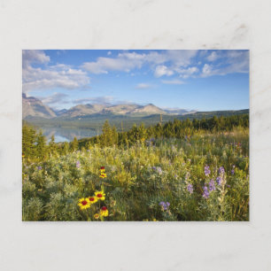 Prairie wildflowers and Lower Two Medicine Lake Postcard