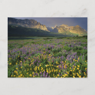 Prairie wildflowers fill meadow near Lake Postcard