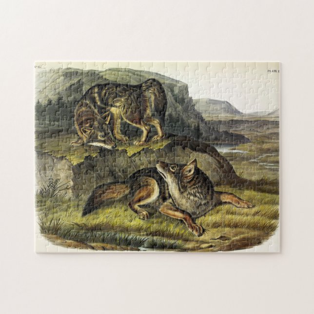 Prairie Wolf (Coyote) from Audubon's Quadrupeds Jigsaw Puzzle (Horizontal)