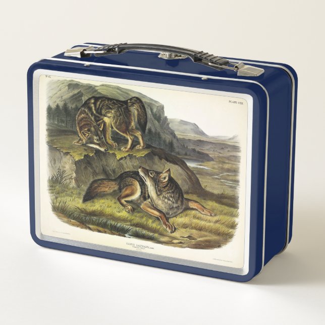 Prairie Wolf (Coyote) from Audubon's Quadrupeds Metal Lunch Box (Back)