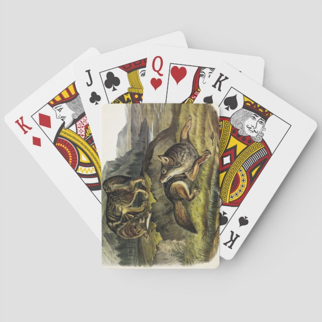 Prairie Wolf (Coyote) from Audubon's Quadrupeds Playing Cards (Back)