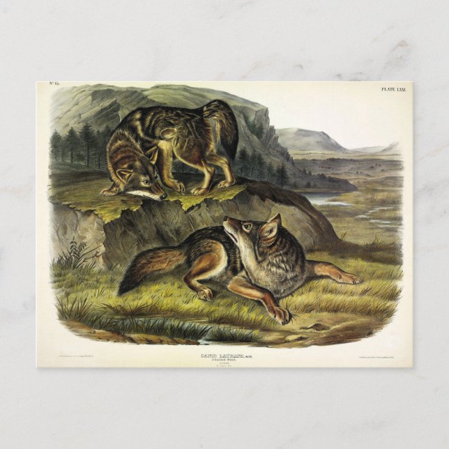 Prairie Wolf (Coyote) from Audubon's Quadrupeds Postcard (Front)