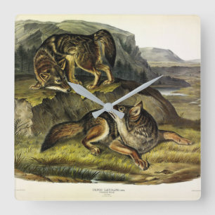 Prairie Wolf (Coyote) from Audubon's Quadrupeds Square Wall Clock