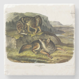 Prairie Wolf (Coyote) from Audubon's Quadrupeds Stone Coaster