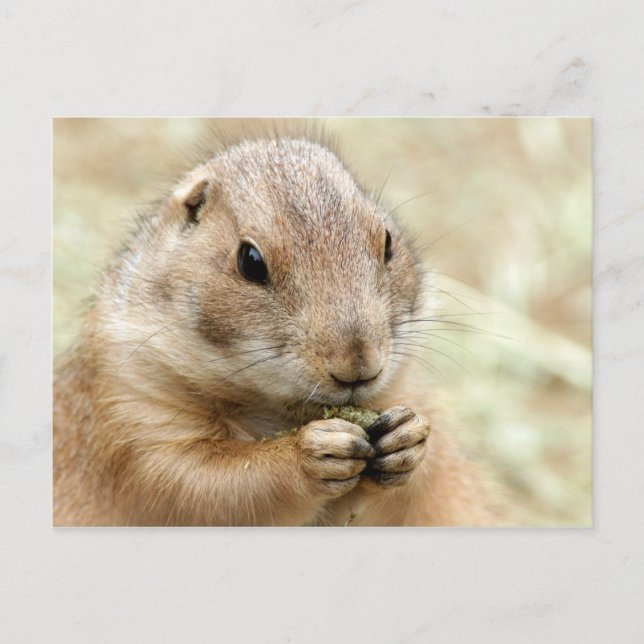 Prairiedog Postcard (Front)