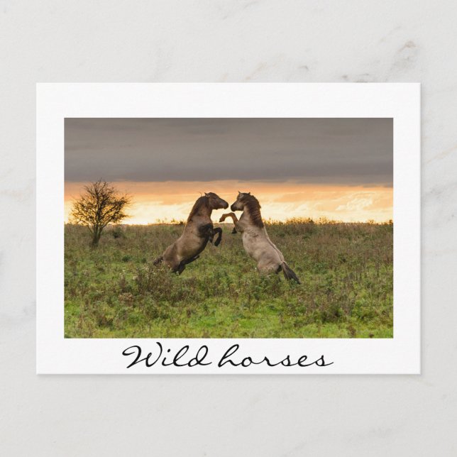 Prancing des chevaux sauvages texte blanc carte po (Devant)