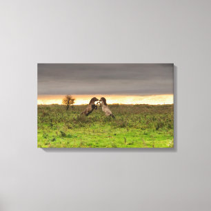 Prancing horses canvas print