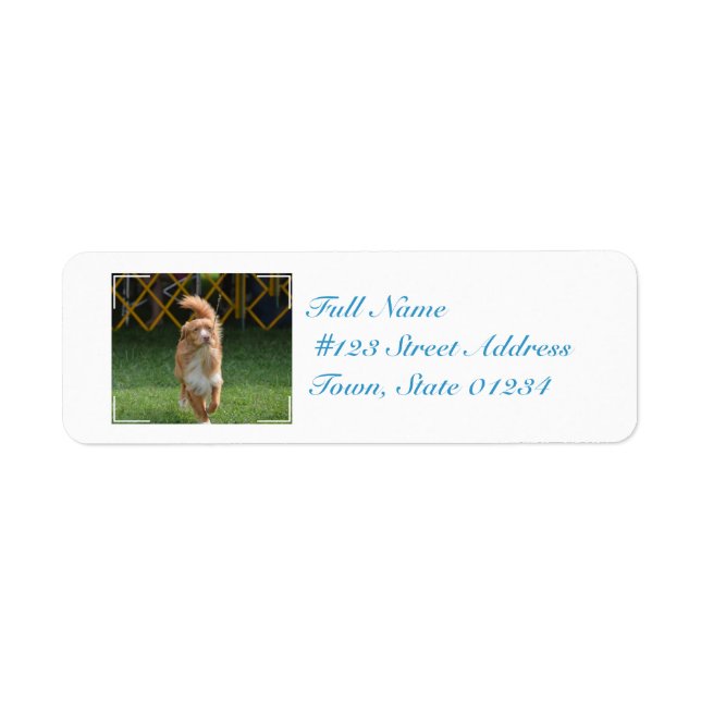Prancing Nova Scotia Retriever (Front)