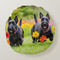 Prancing Scottish Terriers in grass and flowers