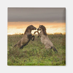 Prancing wild horses magnet