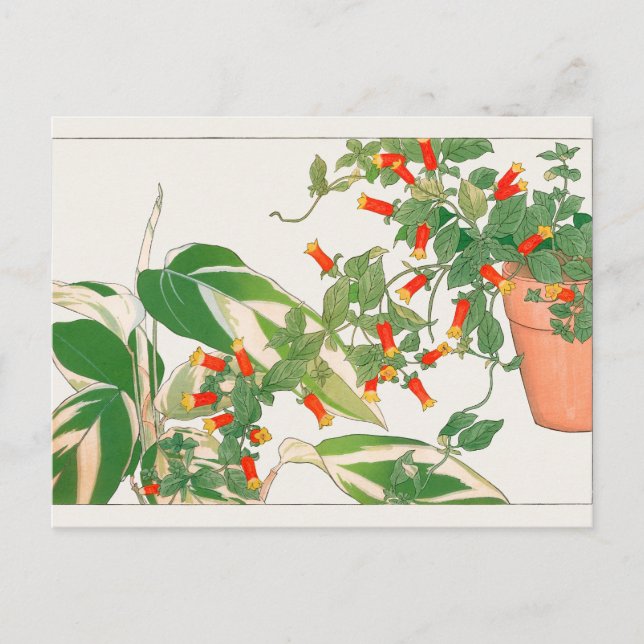 Prayer plant, Firecracker by Tanigami Konan Postcard (Front)