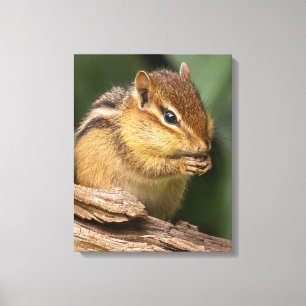 Prayerful Chipmunk  Canvas Print
