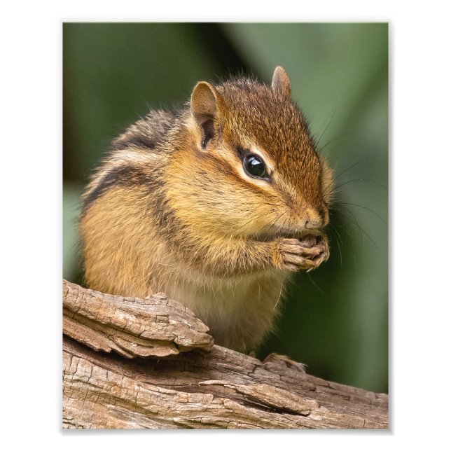 Prayerful Chipmunk  Photo Print (Front)