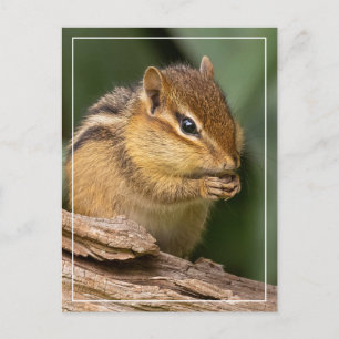 Prayerful Chipmunk Postcard