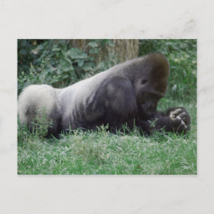 Praying Gorilla Post Card
