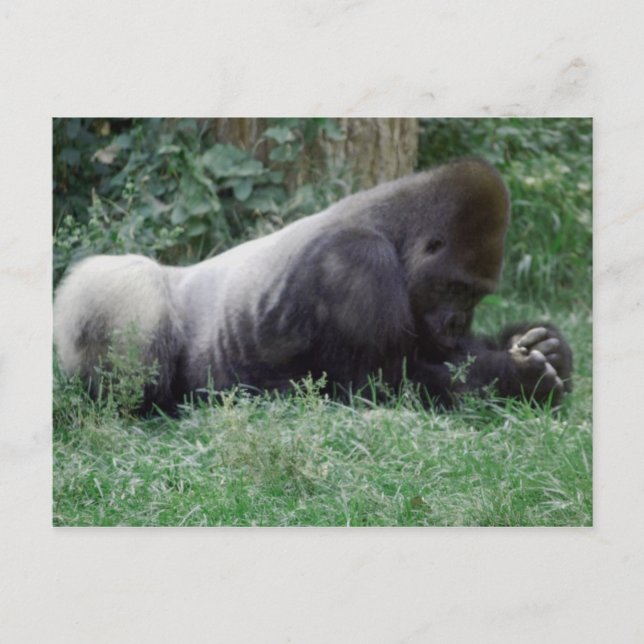 Praying Gorilla Post Card (Front)