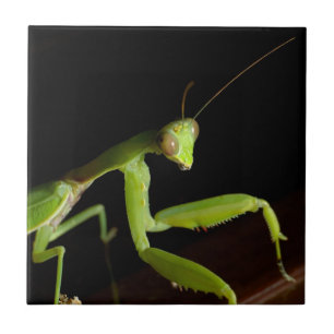 Praying mantid tile