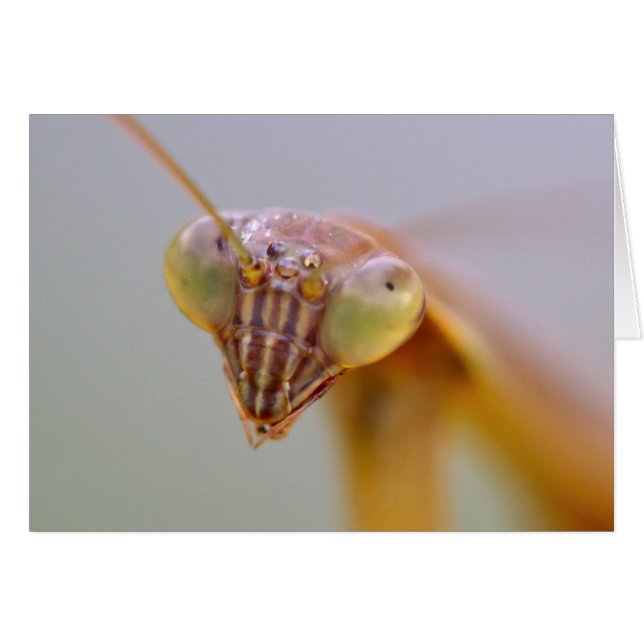 Praying Mantids (Front Horizontal)