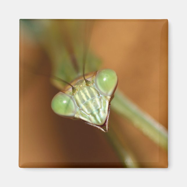 Praying Mantids Magnet (Front)