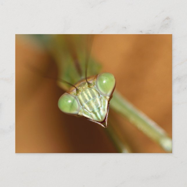 Praying Mantids Postcard (Front)