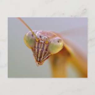 Praying Mantids Postcard