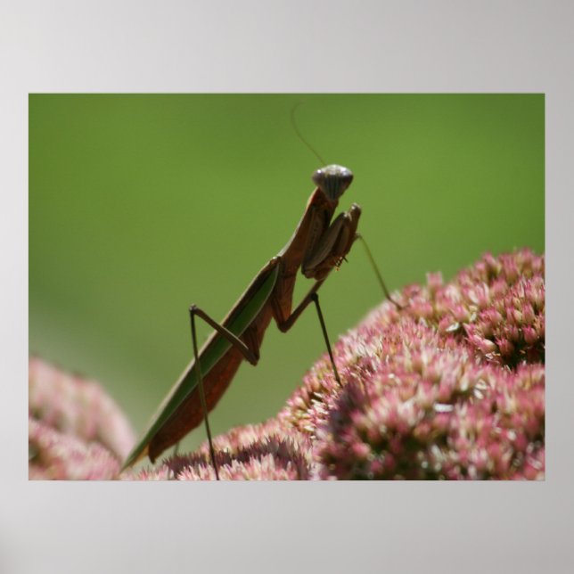 Praying Mantids Poster (Front)